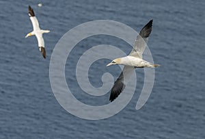 Two Northern Gannets in flight