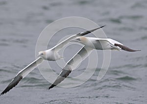 Two Northern gannets Morus bassanus in flight hunting for fish far out in the North Sea.