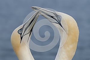 Two Northern Gannets Morus bassanus touching beaks to greet each other. Mating gannets on cliffs, Helgoland in Germany,