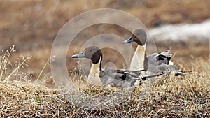 Two Northern pintail males in northern Alaska