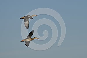 Two Northern Shovelers Flying in a Blue Sky