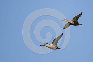 Two Northern Shovelers Flying in a Blue Sky
