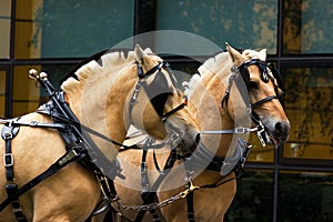 Two norwegian fjord males