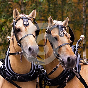 Two norwegian fjord males in blinkers