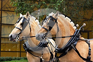 Two norwegian fjord males in blinkers