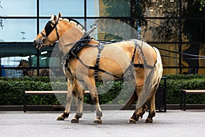 Two norwegian fjord males in blinkers