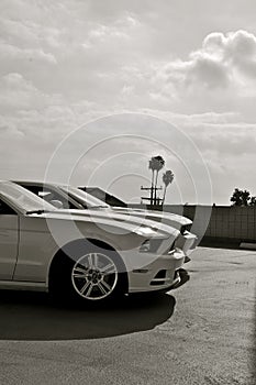 Two Noses of American Sportscars B&W photo