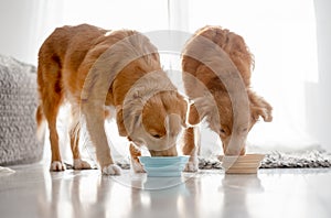 Two Nova Scotia Retrievers Drinking From Bowls At Home