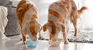 Two Nova Scotia Retrievers Drinking From Bowls At Home