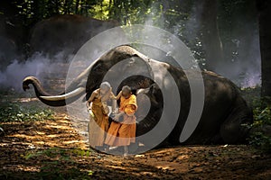 Two novices sitting with elephants in the forest. Elephant and merit a monk`s bowl. elephants and Monk in forest