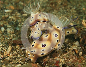 Two nudibranches