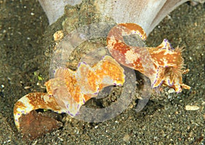 Two nudibranchs â€“ Ceratosoma tentue