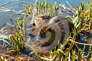 Two nutria sit in reed on pond