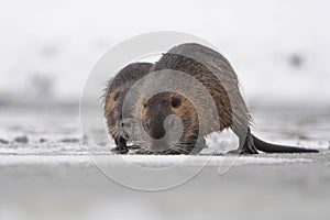 Two nutria sitting on a frozen river