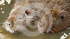 Two nutria are sleeping in a pool of water.