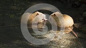 Two nutria in water gnaw tree branches