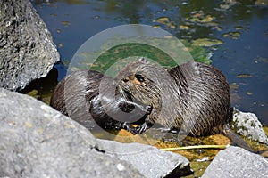 two nutrias cleaning each other\'s fur