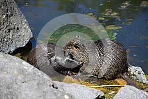 two nutrias cleaning the fur of each other