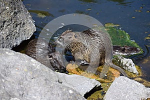 two nutrias on stones