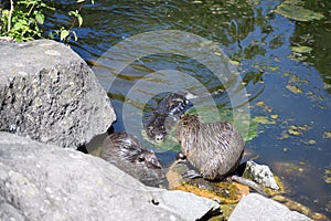 two nutrias on stones, one swimming to them