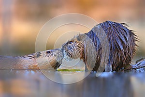 Two nutrias touching with noses and seemingly kissing in water