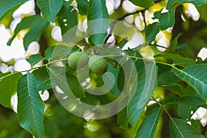 Two nuts in a green peel on a tree