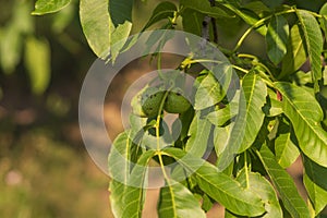 Two nuts in a green peel on a tree in leaves