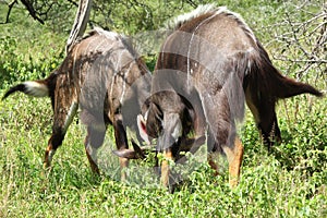 Two Nyala rams lock horns