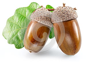 Two oak acorns with oak leaves isolated on white background