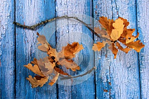 Two oak tree branches with dry yellow oak leaves on the background of an old blue wooden background