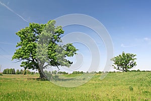 Two oak trees