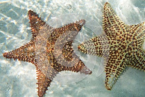 Two oange starfishs in a turquoise water