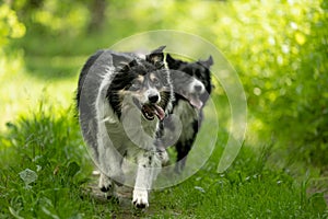 Two observant border collies in nature: a display of intelligence and vigilance