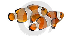 Two Ocellaris clownfish, Amphiprion ocellaris