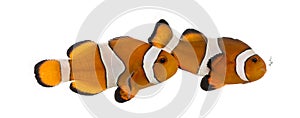 Two Ocellaris clownfish, Amphiprion ocellaris