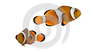 Two Ocellaris clownfish, Amphiprion ocellaris, isolated