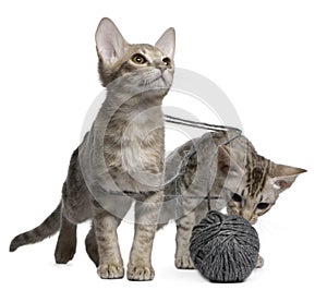 Two Ocicat Cats playing with a ball of yarn