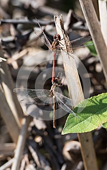 Two Odonata insects mating