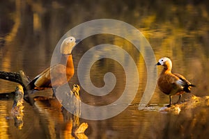 Two Ogar (Tadorna ferruginea) ducks traverse a shallow pond photo