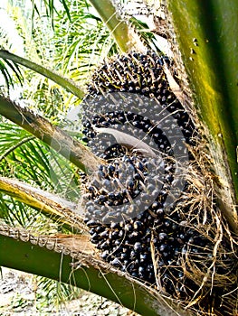 Two oil palm fruit branches of the tree
