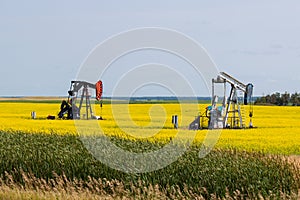 Two Oil Wells in a Bright Yellow Canola Field