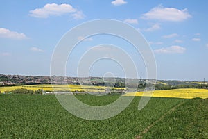 Two oilseed fields across farmland. Treeton