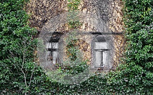 Two old box windows and a overgrown facade