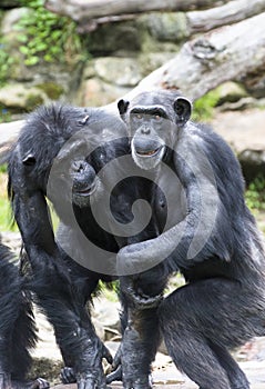Two old Chimpanzees