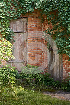 Two old doors in a brick wall. Abandoned building, walls covered with ivy