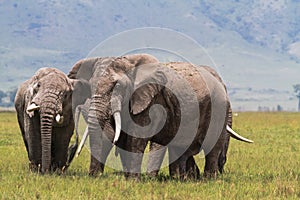 Two old elephants inside the crater of Ngorongoro. Tanzania, Africa photo