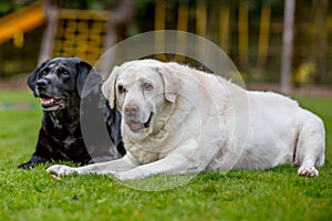 Two old labradors lying together