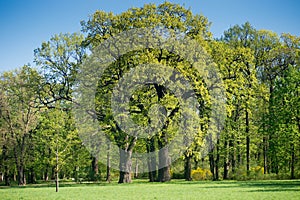 Two old oak trees in spring park