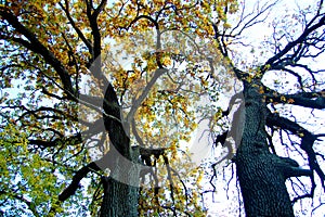 Two old oaks with a powerful trunks at an autumn day. Low shooting point