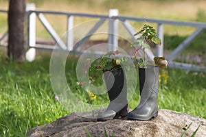 Two old rubber boots in the form of a flower bed on a large stone. lawn in front of the house